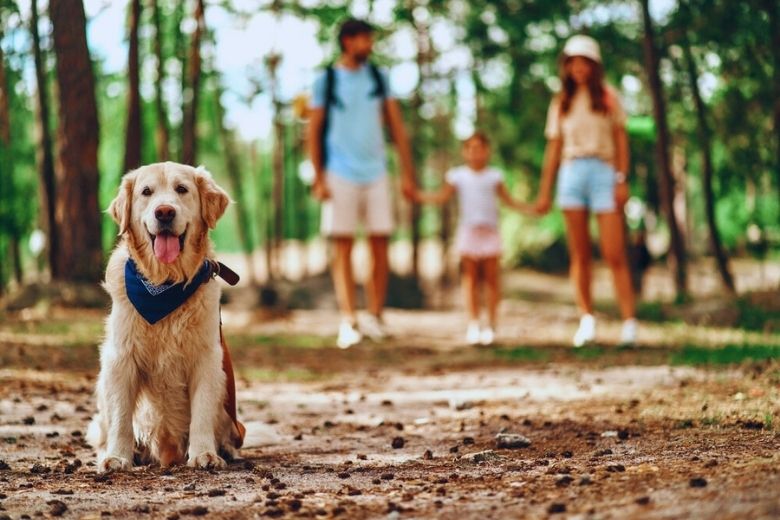 Top 6 Dog Friendly Trails in Gatlinburg and Pigeon Forge